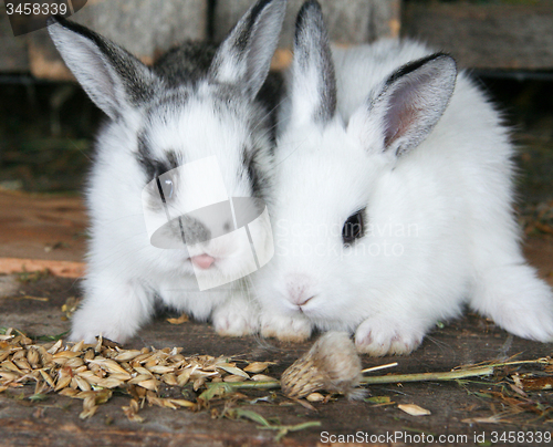 Image of Feeding rabbits