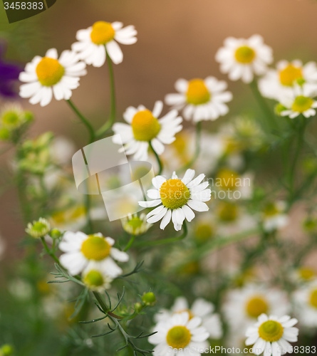Image of Green grass and chamomiles in the nature