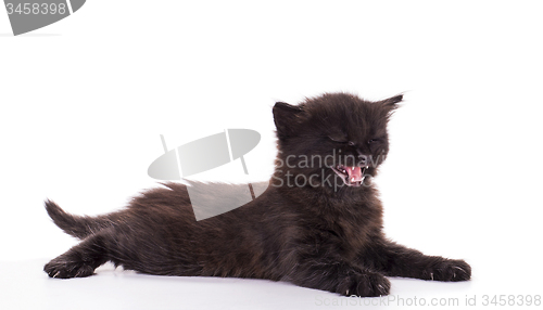 Image of Black Kitten on white background