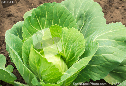 Image of Fresh Cabbage