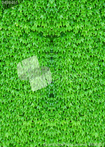 Image of ivy covered background