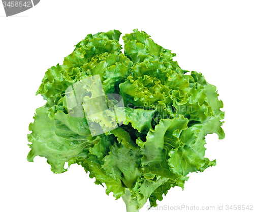 Image of fresh green lettuce salad
