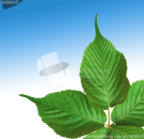 Image of Green leaves