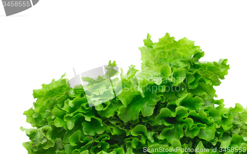 Image of green salad leaves