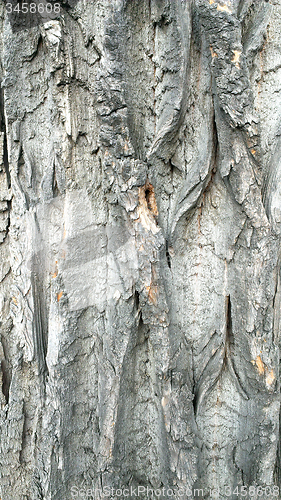 Image of wood texture