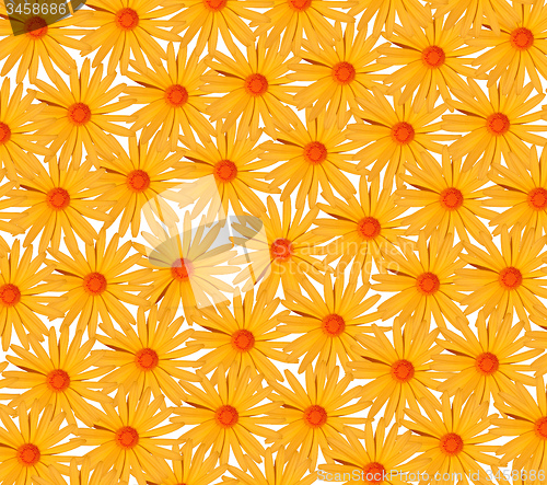 Image of yellow flower background