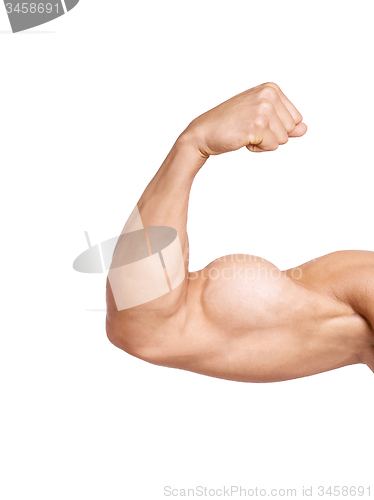 Image of biceps isolated on white background