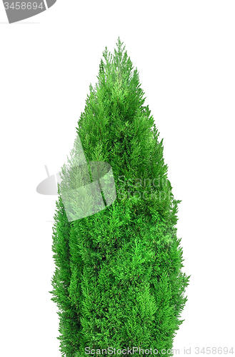 Image of green tree