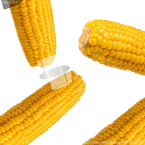 Image of Sweet Corns isolated