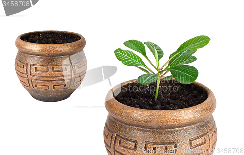 Image of Home plant Euphorbia leuconeura