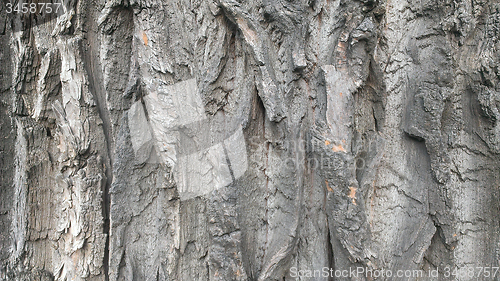 Image of wood texture