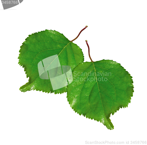 Image of two fresh green leafs isolated