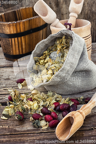 Image of harvest hop cones cut