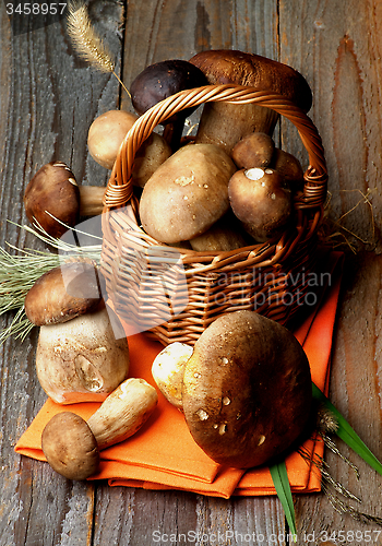Image of Boletus Mushrooms