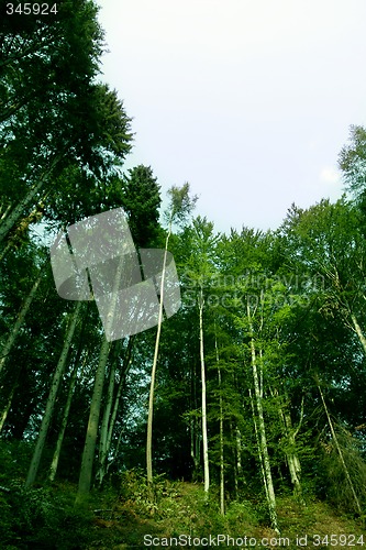 Image of Green forest