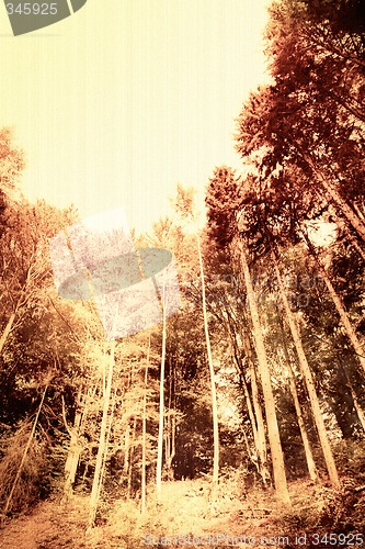 Image of Orange forest