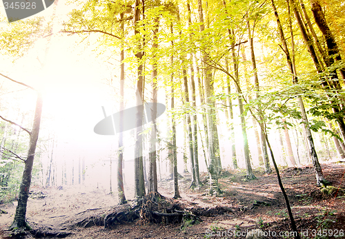 Image of Green forest