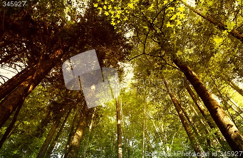 Image of Green forest