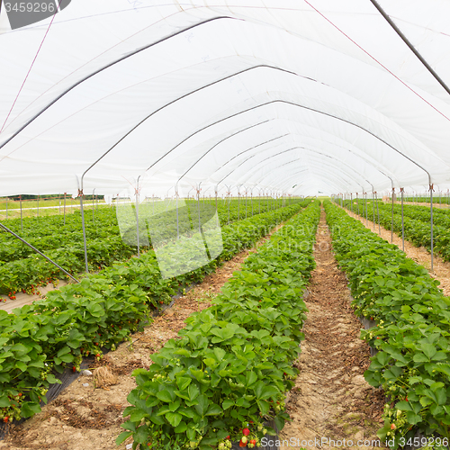 Image of Strawberrys growing in the greenhouse.