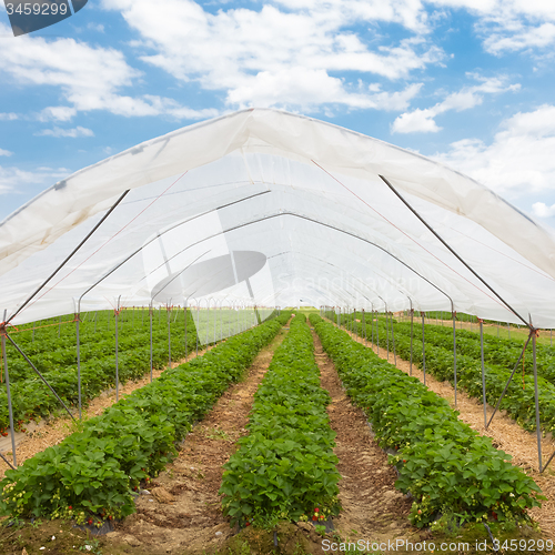 Image of Strawberrys growing in the greenhouse.