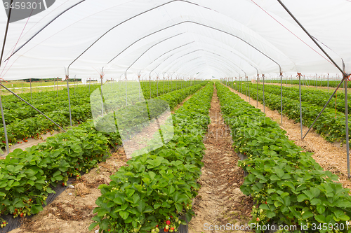 Image of Strawberrys growing in the greenhouse.