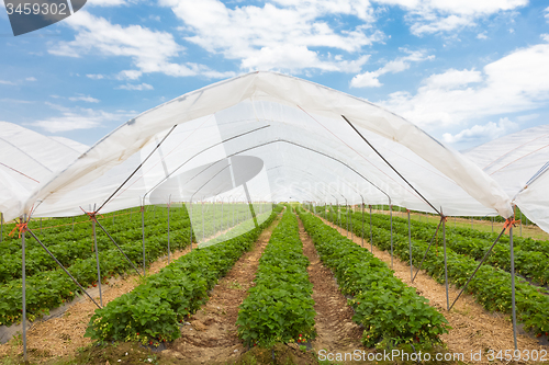 Image of Strawberrys growing in the greenhouse.