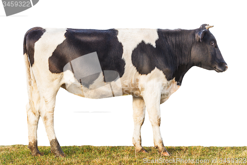 Image of Side view of the isolated calf