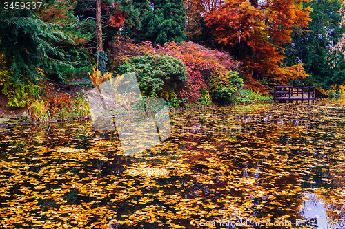 Image of Japanese garden with pond