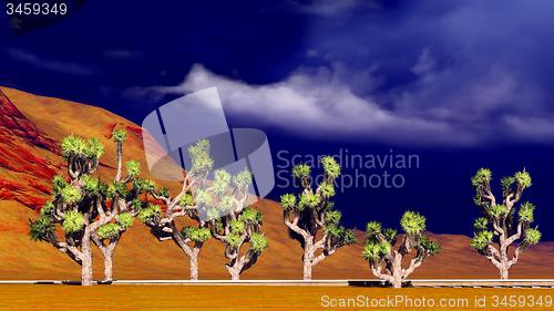 Image of Joshua trees on desert