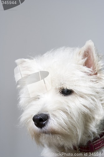 Image of white terrier