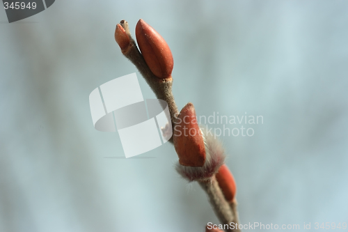 Image of Newborn pussy willow