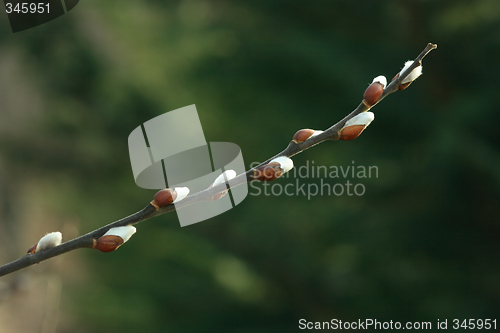 Image of Pussy willow branch