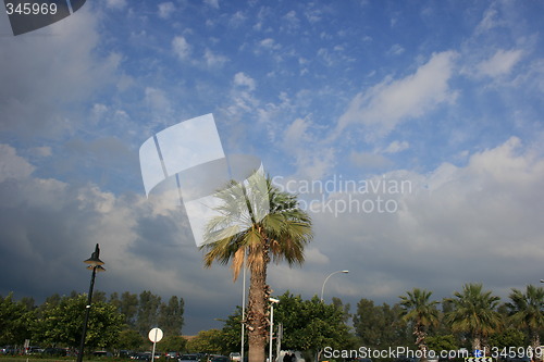 Image of Palms and skies