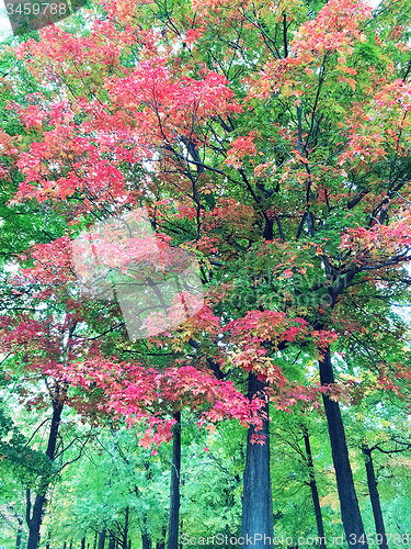 Image of Beautiful maple trees in early autumn