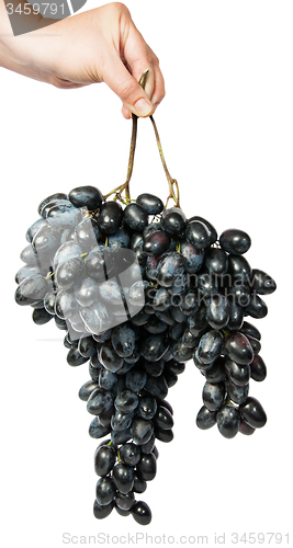 Image of Hand holding a bunch of dark grapes