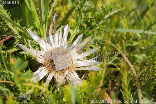 Image of silver thistle