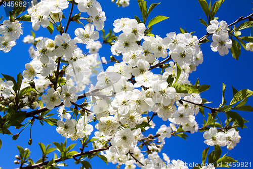 Image of   fruit tree.  