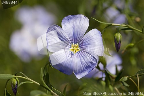 Image of flax flower  