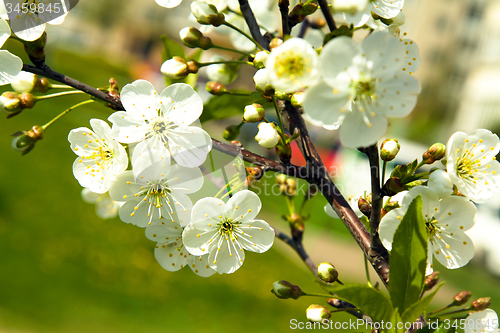 Image of   fruit tree.  