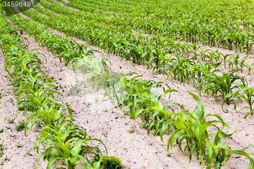 Image of corn field  