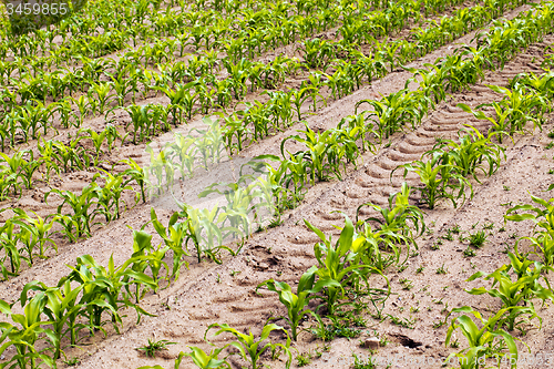 Image of  grow corn