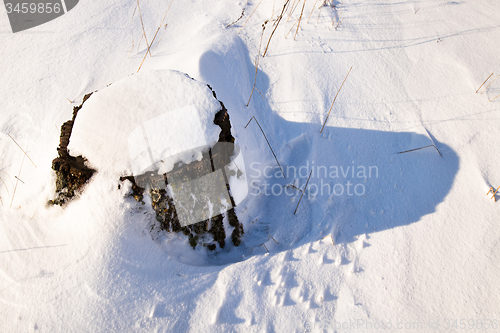 Image of   tree  with snow 