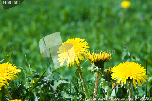 Image of Yellow dandelions