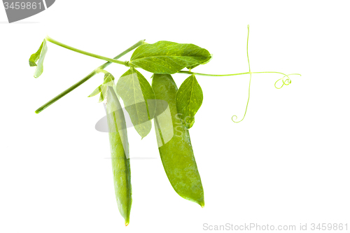 Image of   pea sprout