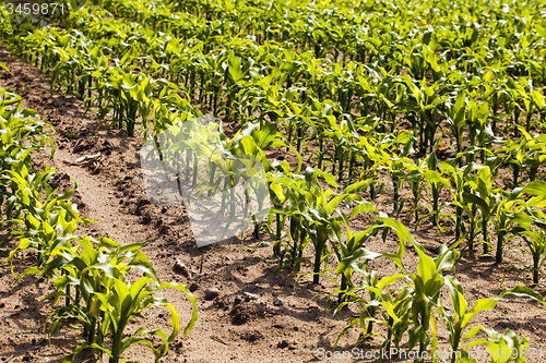 Image of young corn  