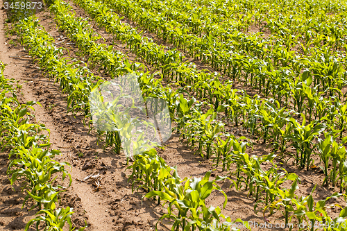 Image of corn field  