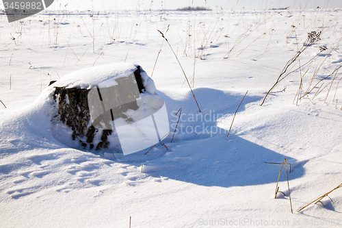 Image of   tree  with snow 