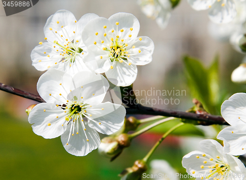 Image of   fruit tree.  