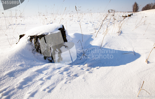 Image of   tree  with snow 