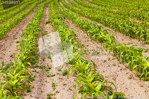 Image of corn field  